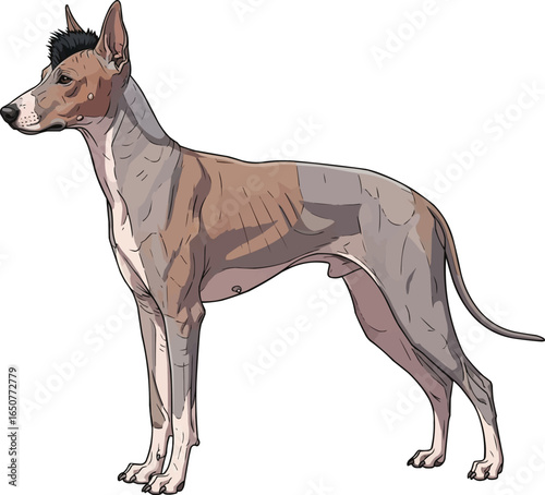 Argentine Pila Dog standing side profile view vector illustration