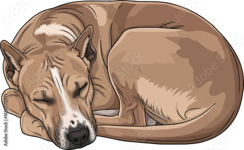 Argentine Pila Dog curled up sleeping vector illustration
