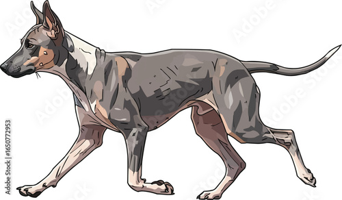Argentine Pila Dog running side view vector illustration