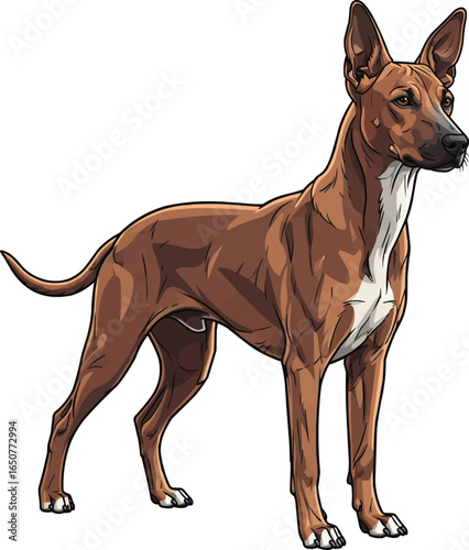 Argentine Pila Dog standing in alert stance vector illustration 