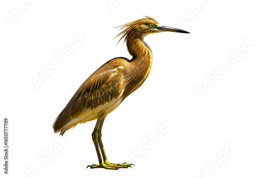Elegant Heron Bird with Golden Plumes and Sharp Beak on Black Background