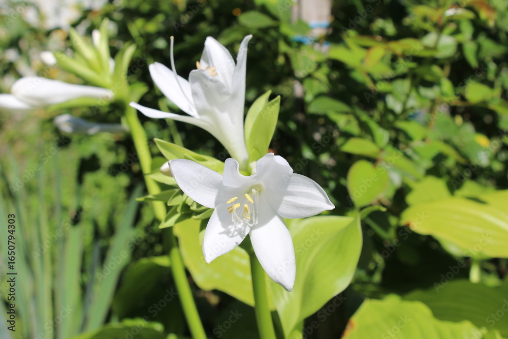 Fototapeta premium Beautiful white flowers of hosta plantaginea against the background of a green garden.
