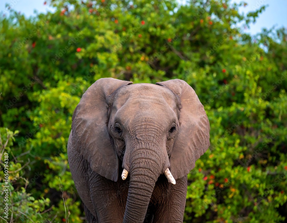 Fototapeta premium Young elephant, frontal view, lush green foliage background