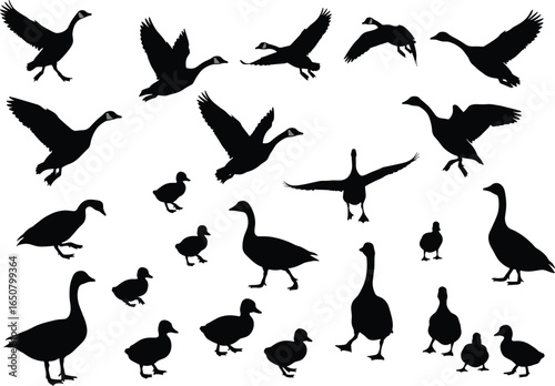 Silhouettes of geese and goslings in various poses, including walking, flying, and swimming, for nature, wildlife, and farm-related design themes.