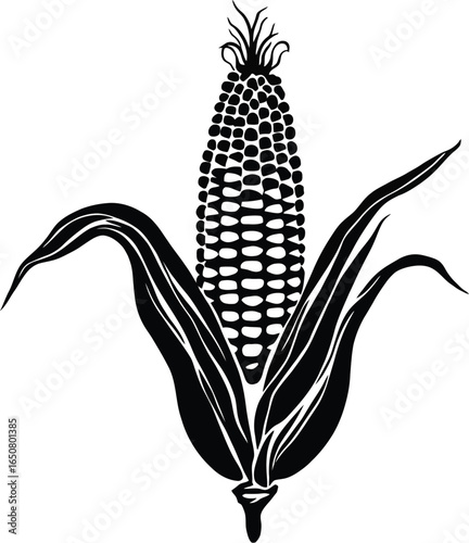 "Black and White Illustration of an Ear of Corn with Partially Peeled Husk and Visible Kernels – Detailed Agricultural Drawing Featuring Flowing Leaves and Silk Tuft for Educational, Botanical, and Fo