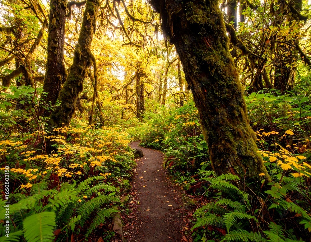 Obraz premium A scenic trail winding through a lush forest with vibrant flora and trees