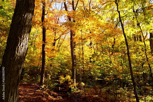 Feuillage des arbres orange et jaune à l'automne sous le soleil dans une forêt 