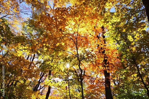 Feuillage des arbres orange et jaune à l'automne sous le soleil dans une forêt 
