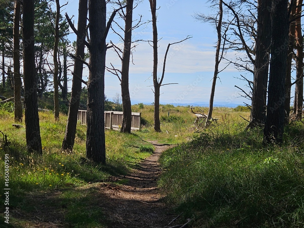 Fototapeta premium path in the woods