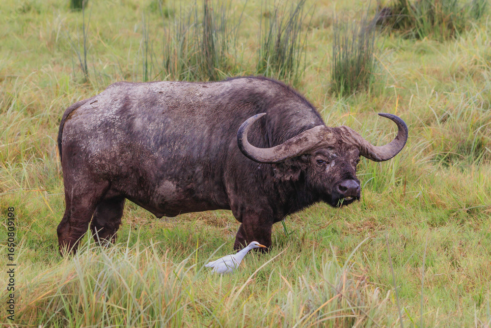 custom made wallpaper toronto digitalStay together