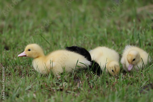 baby duck and ducklings