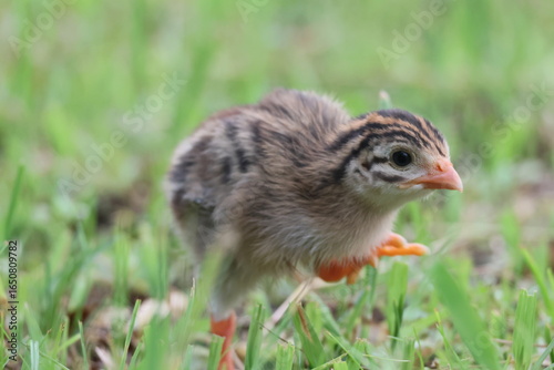 baby chicken in grass
