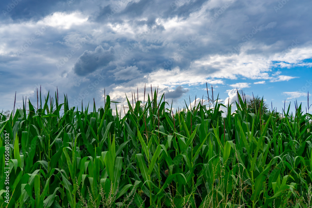 Fototapeta premium Cornfield at full growth green crop leaves agriculture rural landscape natural cloudy sky summer scenery food production.