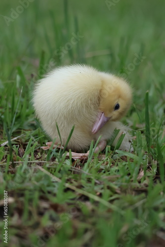 baby duck and ducklings