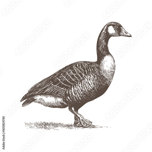 Detailed Engraving of a Canada Goose in Profile
