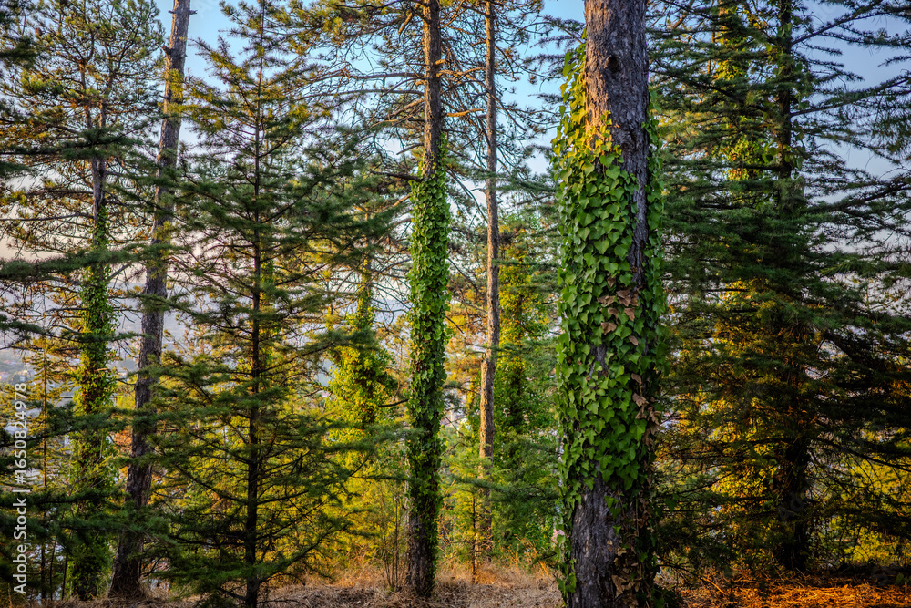 Fototapeta premium Pine forest in Başiskele, Kocaeli, Türkiye, with tree trunks covered in green ivy, bathed in warm golden sunlight.