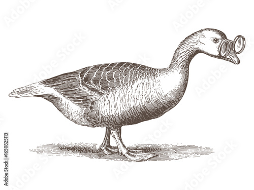Goose wearing spectacles, vintage engraving style
