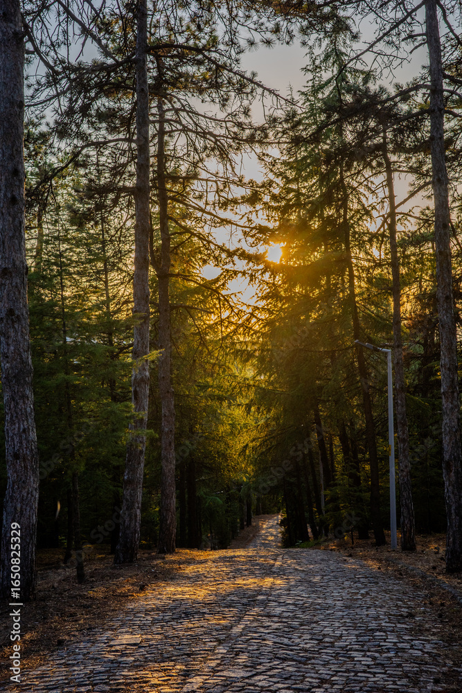 Fototapeta premium Cobblestone path through a dense pine forest illuminated by warm golden sunlight in Başiskele, Kocaeli, Türkiye.