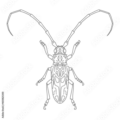 Cute Anime Style Amazon Longhorn Beetle Coloring Page for Kids Black and White Jungle Bug Art