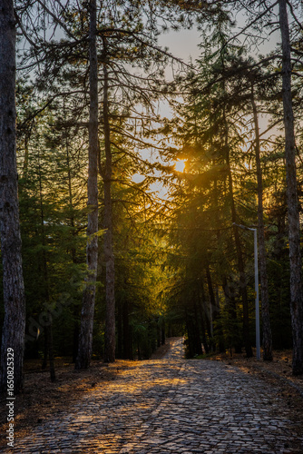 Cobblestone path through a dense pine forest illuminated by warm golden sunlight in Başiskele, Kocaeli, Türkiye.
