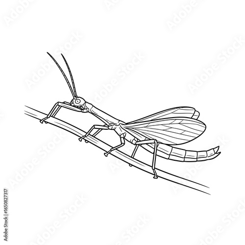 Amazon Stick Insect Species Anime Style Coloring Page for Kids Black and White Insect Art