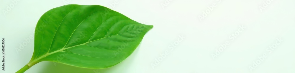 Fototapeta premium Close-up of large green bay leaf against a clean and pure white surface, close-up, herbalism