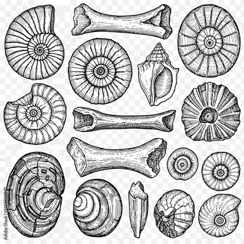 A handdrawn collection of various prehistoric fossils including ammonites bones and ancient seashells in a detailed sketch style.