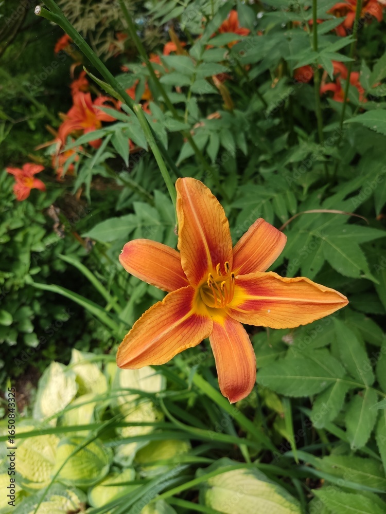 Fototapeta premium orange tiger lily