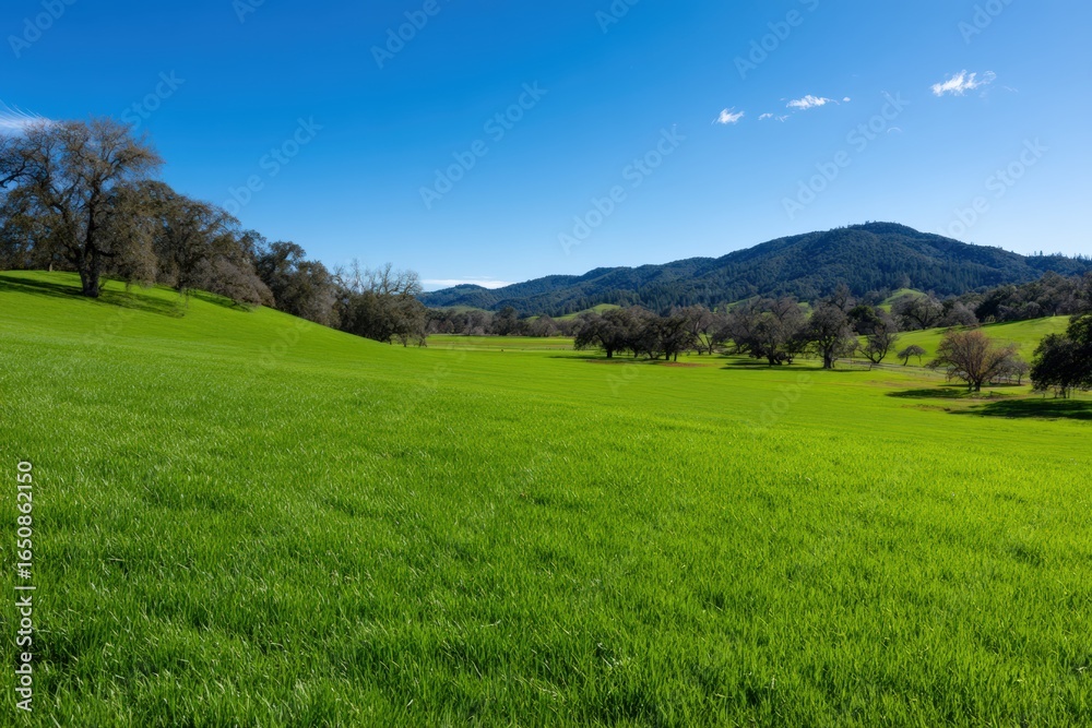 Fototapeta premium Green field with trees and blue sky view