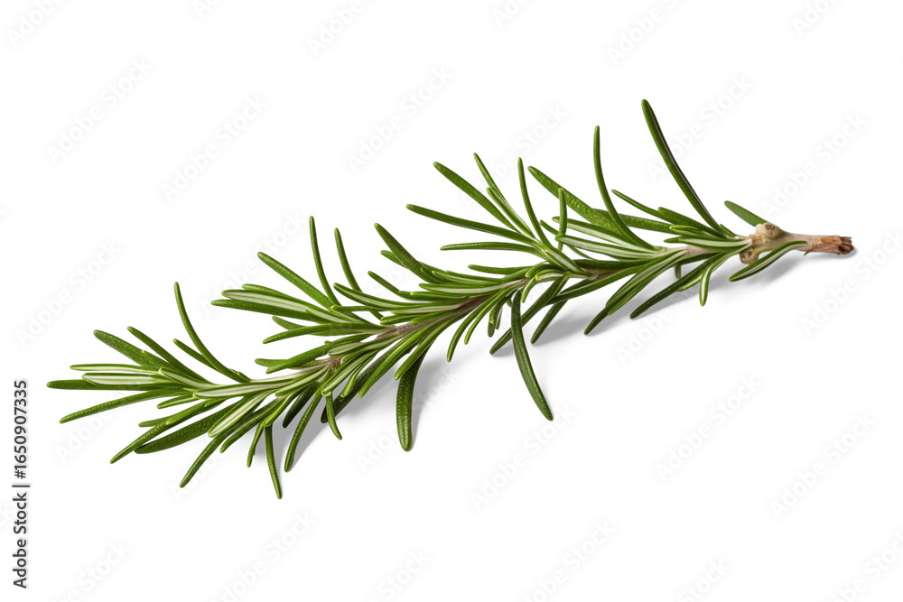 Fototapeta premium Fresh Rosemary Sprig: A close-up shot showcasing a vibrant, fresh sprig of rosemary, its slender needles and aromatic essence beautifully captured.