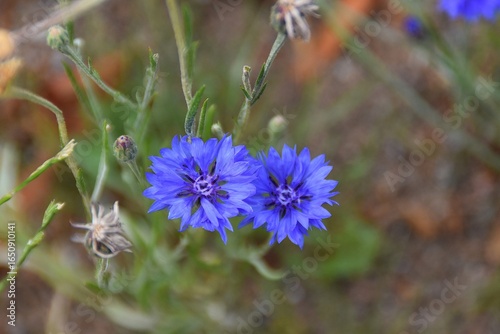 Wallpaper Mural Pretty cornflowers are blooming in nature in summer time. Torontodigital.ca