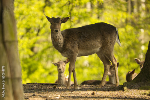 Fototapeta Naklejka Na Ścianę i Meble -  Jelenie w lesie jeden stoi reszta odpoczywa