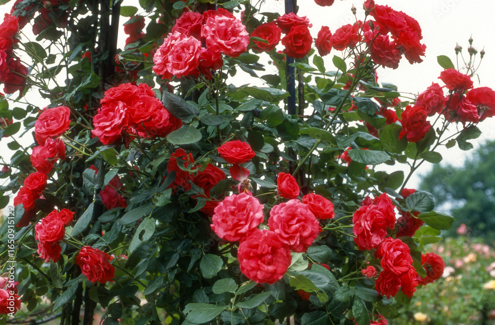Obraz premium Rose 'Danse des Sylphes' , rosier