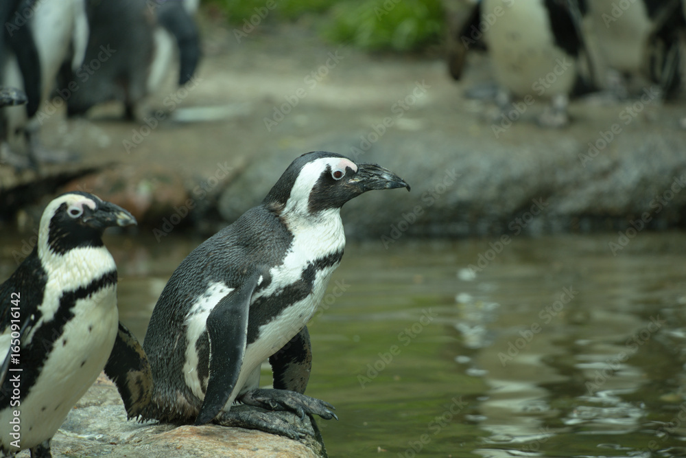 Naklejka premium Dwa pingwiny przebywające na wodą