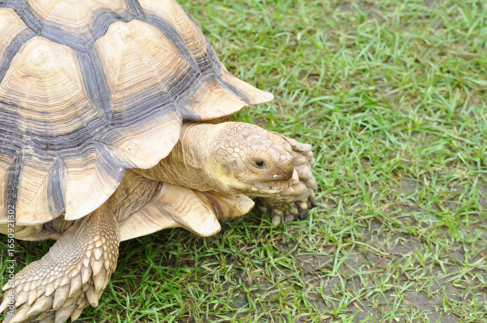 Obraz premium africa tortoise, African spurred tortoise or Centrochelys sulcata or Geochelone sulcata or sulcata tortoise or tortoise