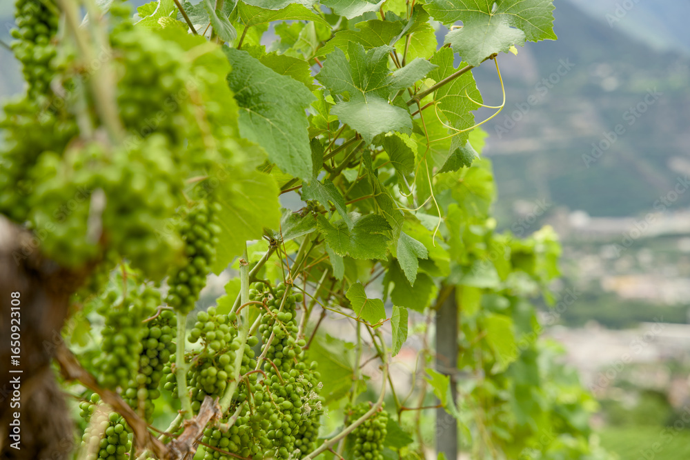 Obraz premium Vineyards in the Rhône Valley on the wine trail form Sierre to Salgesch, Switzerland. View of the wine trail with terraced slopes and grapevines.