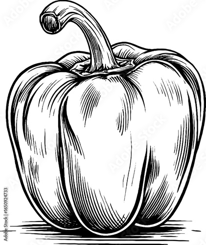 Vintage engraved illustration of bell pepper with detailed black linework for culinary art design