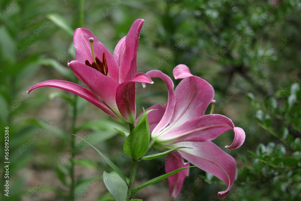 Fototapeta premium 純潔を象徴する花