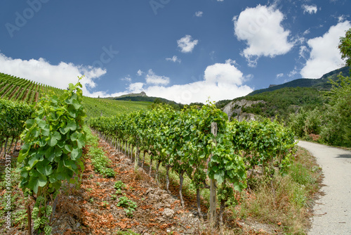 Canvas Print Vineyards in the Rhône Valley on the wine trail form Sierre to Salgesch, Switzerland