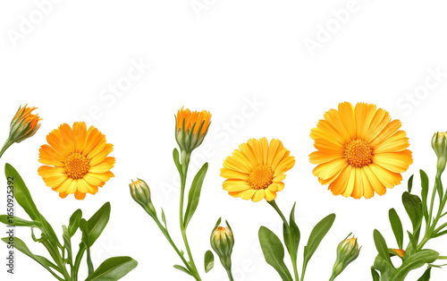 Beautiful yellow Calendula with green leaves on white background.png