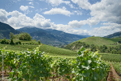 Canvas Print Vineyards in the Rhône Valley on the wine trail form Sierre to Salgesch, Switzerland
