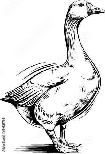 Vintage hand-engraved goose illustration with black bold lines for retro decor and design