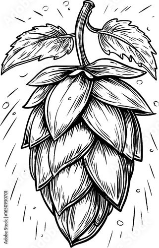 Engraved illustration of hops cone for brewing enthusiasts and retro design