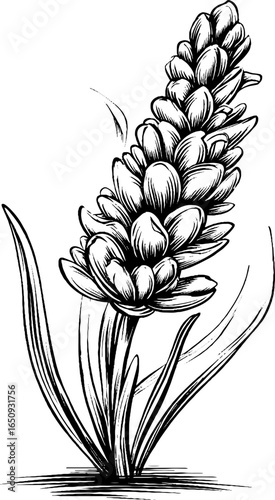 Elegant engraved lavender illustration for botanical design and decoration