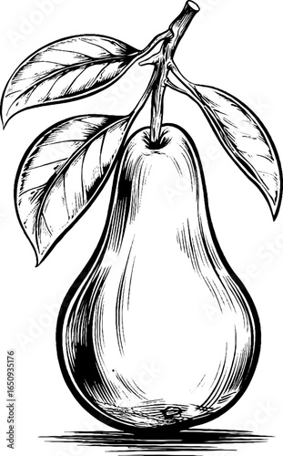 Vintage sketch of pear branch with leaves - retro engraved design for prints