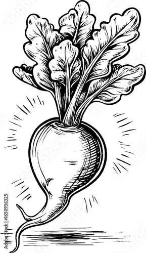Engraved radish illustration with detailed black lines for retro design
