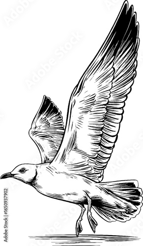 Vintage engraved illustration of seagull in flight for nature enthusiasts