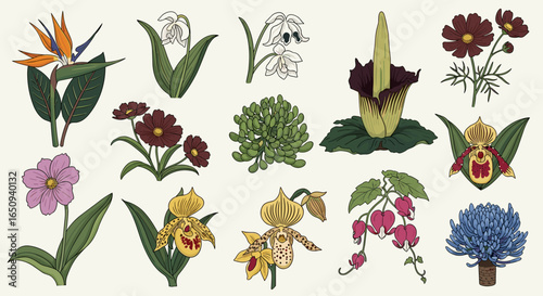 Illustration of various botanical flowers including orchids, bleeding hearts and bird of paradise flowers