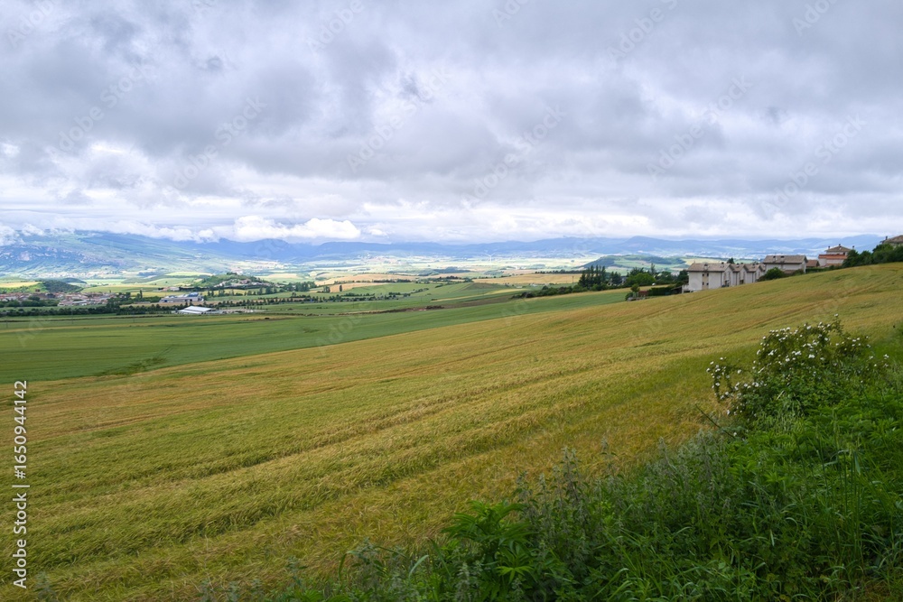 Obraz premium 자연 경관 녹색 들판 풍경