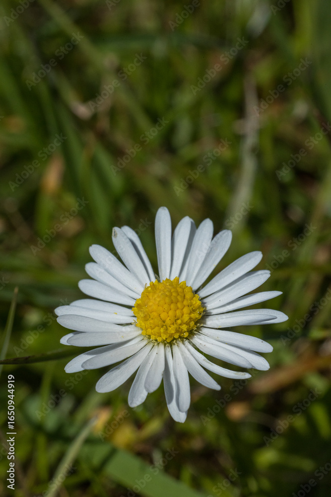 Obraz premium 陽だまりのヒナギク